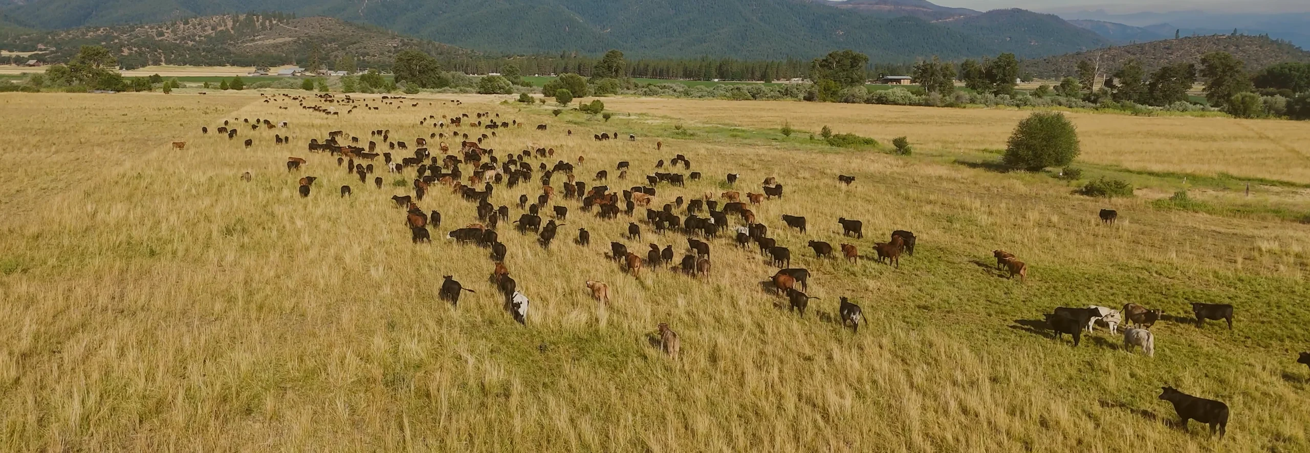 From Our Pasture to Your Plate